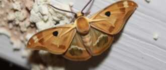 Борьба с вредителями: моль и плесень — практичный путеводитель по дому без незваных гостей